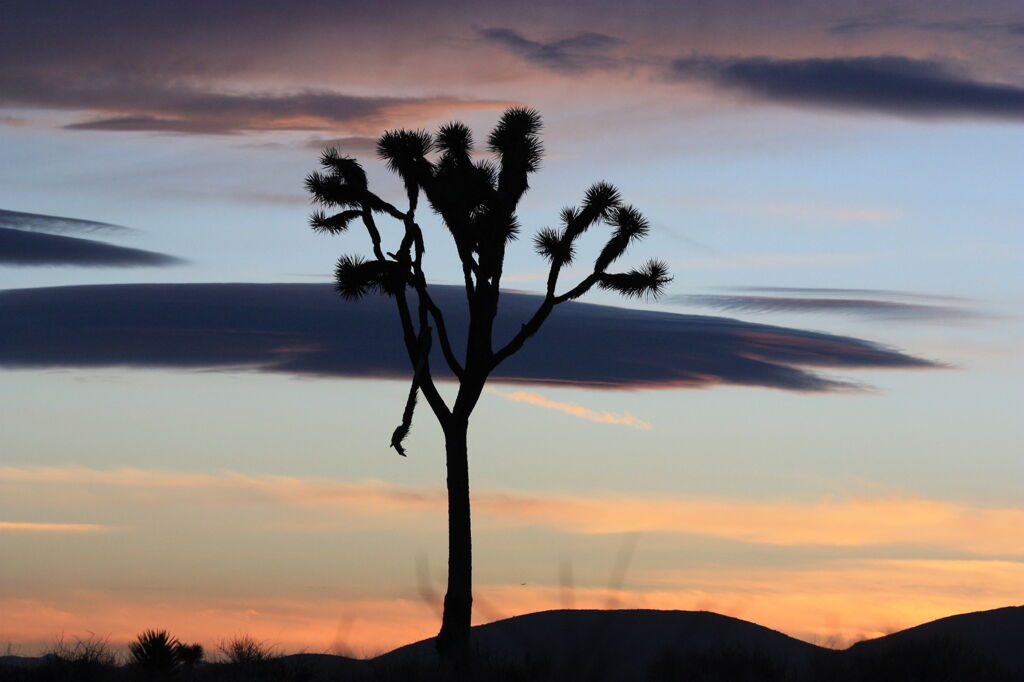 Mojave Wüste