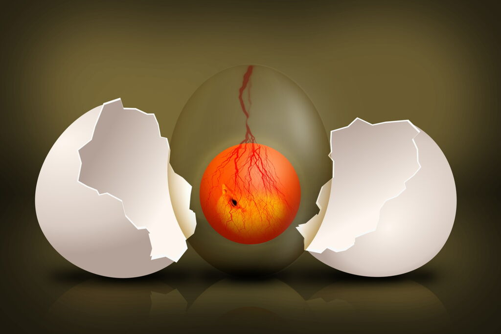 Embryo Ei Evolution