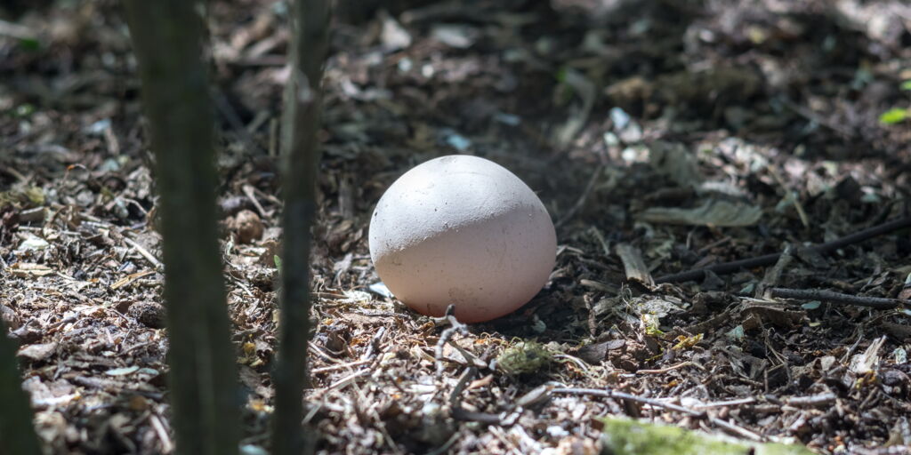 Ei auf Waldboden, lichtbeschienen