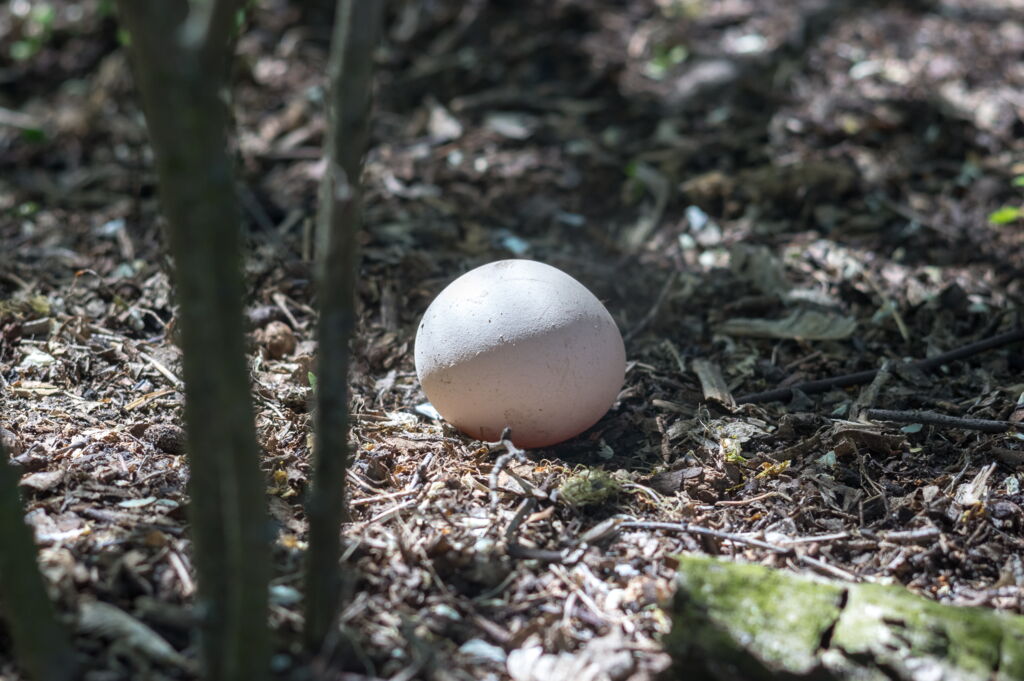 Ei auf Waldboden, lichtbeschienen
