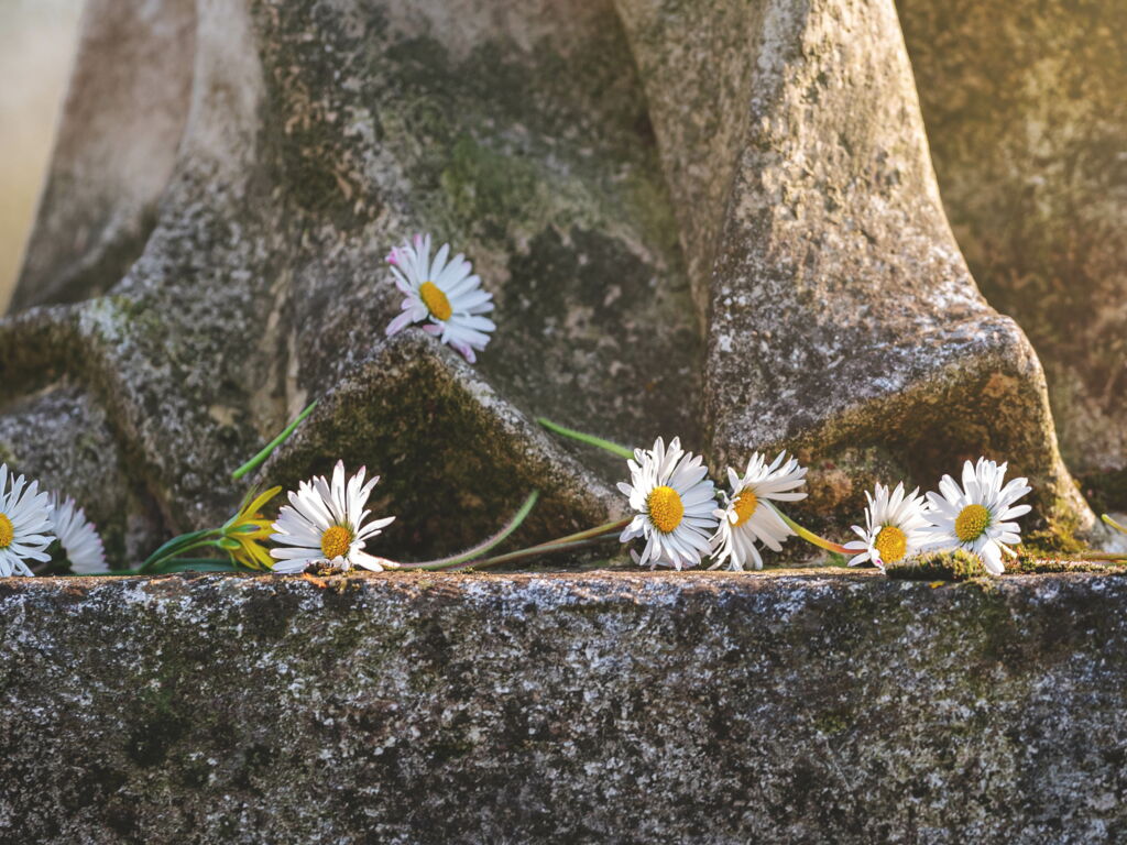 Gänseblümchen zur Zierde abgelegt auf Sockel einer verwitterten, mit Flechten bewachsenen Statue, langes Gewand, Füße, vielleicht Engel