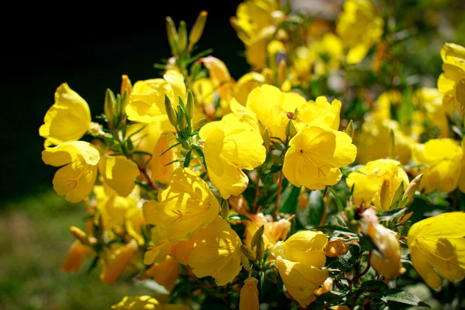 Gemeine Nachtkerze öffnet ihre Blüten in der Abenddämmerung.