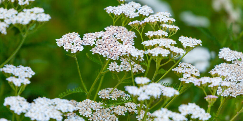 Gemeine Schafgarbe (Achillea millefolium)