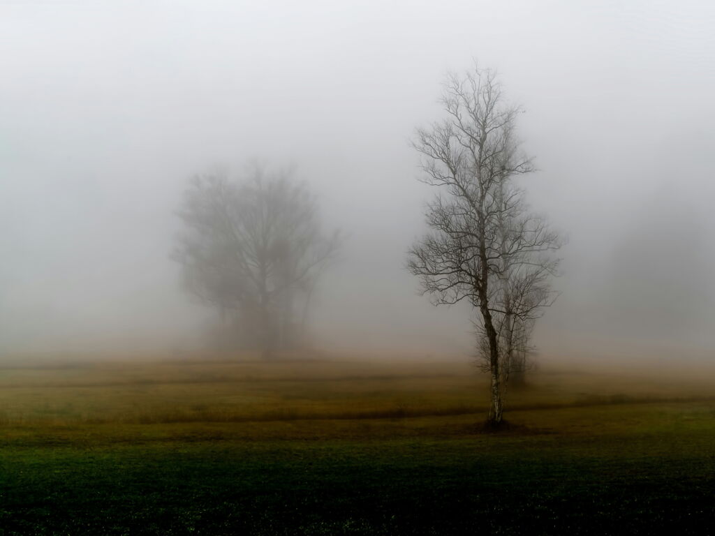menschenleere Nebellandschaft, einzelne blattlose Winterbäume