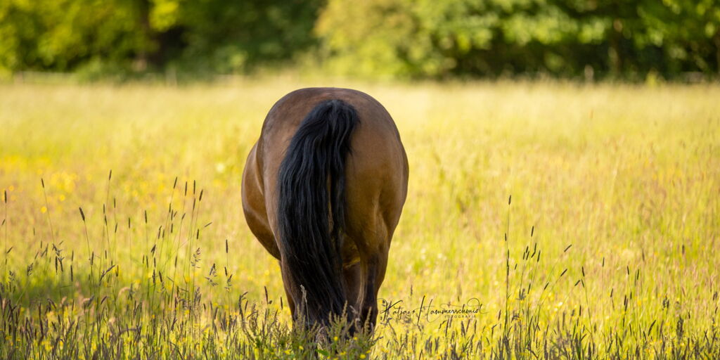 Rückansicht grasendes braunes Pferd in sonniger Wiese