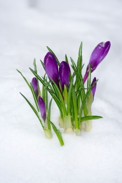 Krokus im Schnee