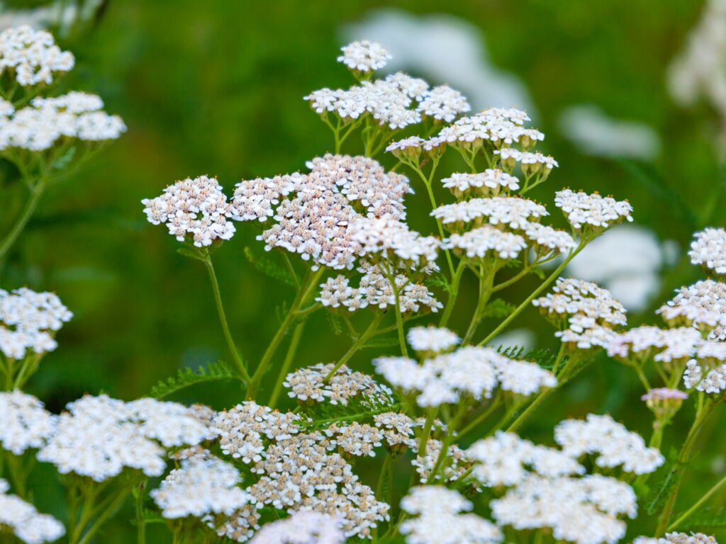 Gemeine Schafgarbe (Achillea millefolium)