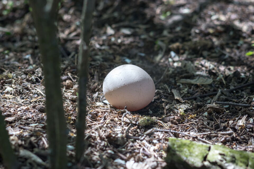 Ei auf Waldboden, lichtbeschienen