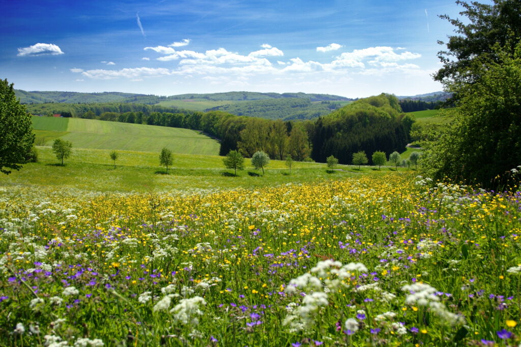 sonnige Sommerlandschaft, bunt blühende Blumenwiese im Vordergrund, grüne Felder, Wiesen und Wald im Hintergrund, sanft geschwungene Hügel, blauer Himmel mit kleinen Wölkchen