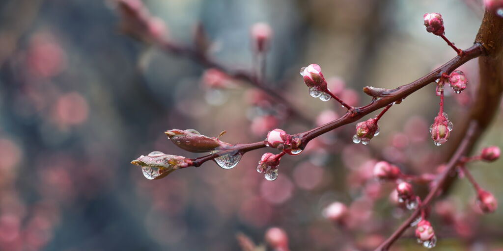 Zweig mit rötlich-pinken Pfirsichknospen mit Wassertropfen nach einem Regen