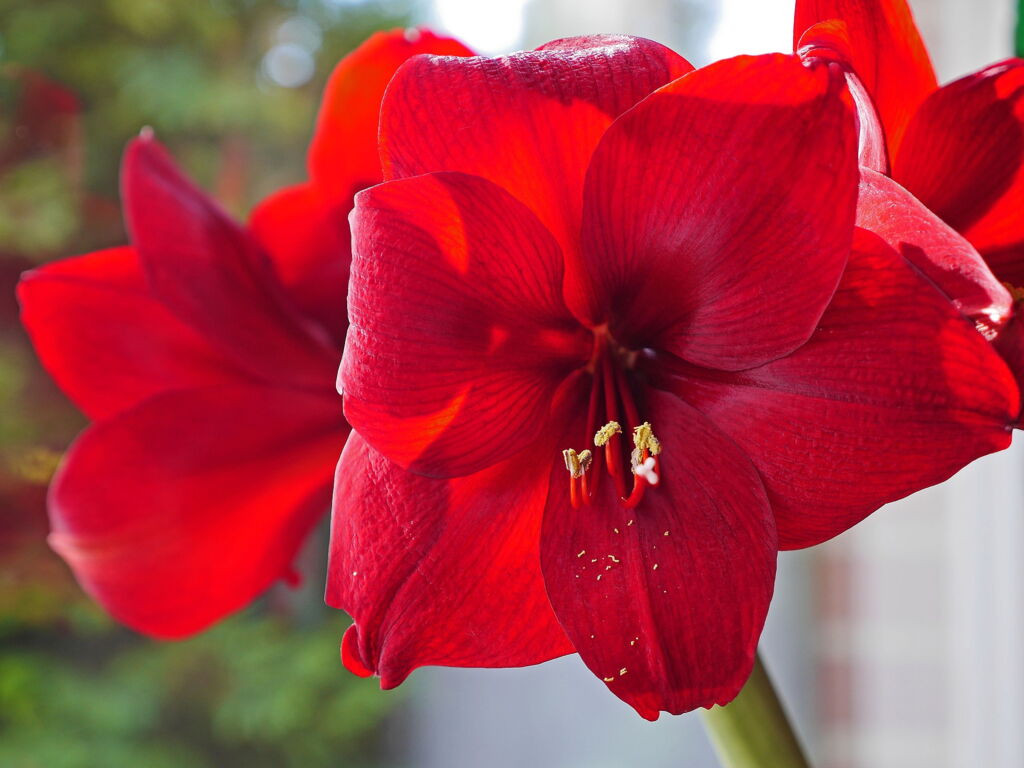 Amaryllis