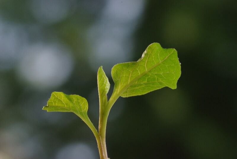 Ginko
