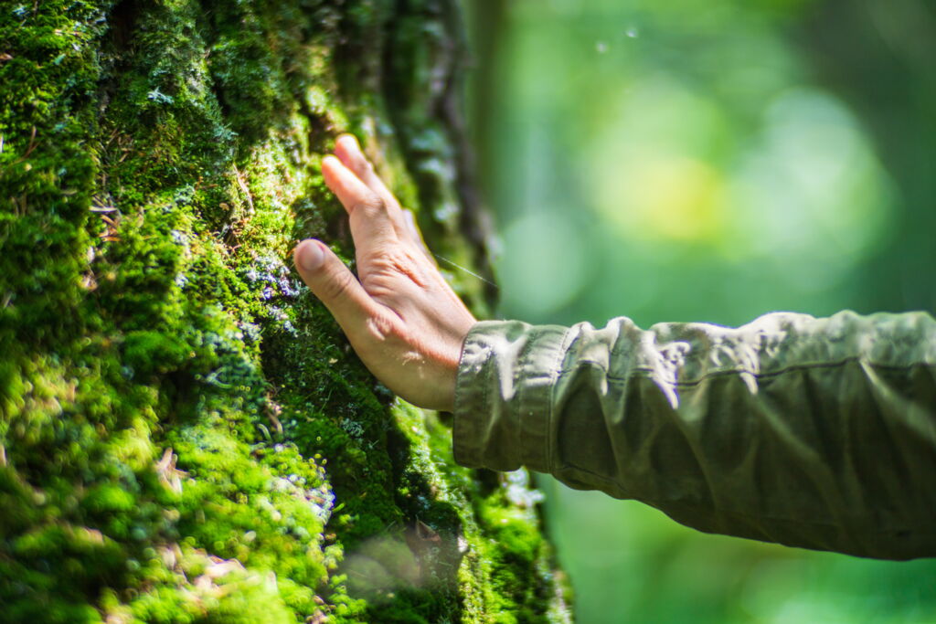 Männerhand berührt mit Moos bewachsene Rinde eines großen großer Baumes, unscharfer Hintergrund Männerhand berührt mit Moos bewachsene Rinde eines großen großer Baumes, unscharfer Hintergrund