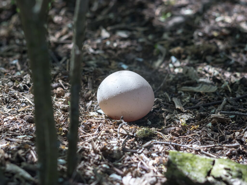 Ei auf Waldboden, lichtbeschienen