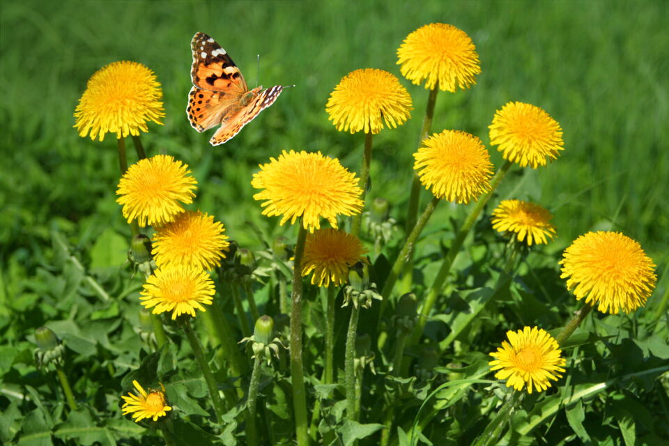 blühender Löwenzahn auf Wiese mit Schmetterling im Anflug