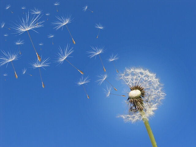 Pusteblume mit wegfliegenden Samen vor blauem Himmel Pusteblume mit wegfliegenden Samen vor blauem Himmel