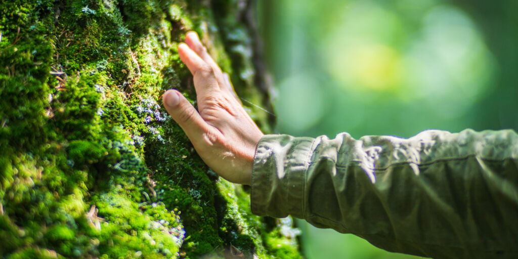 Männerhand berührt mit Moos bewachsene Rinde eines großen großer Baumes, unscharfer Hintergrund