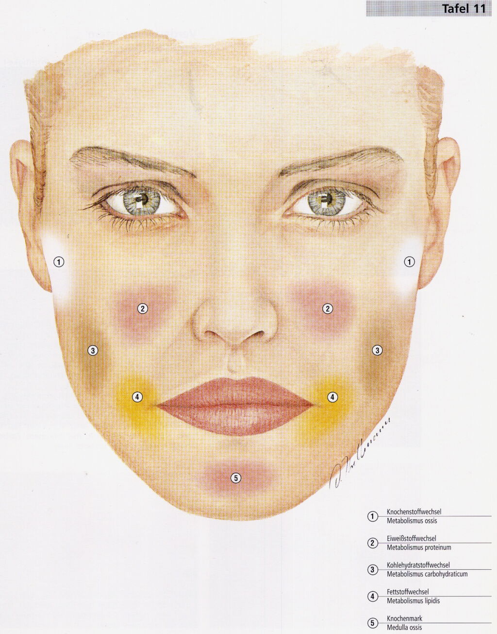 Patho- Physiognomik nach Natale Ferronato Patho- Physiognomik nach Natale Ferronato
