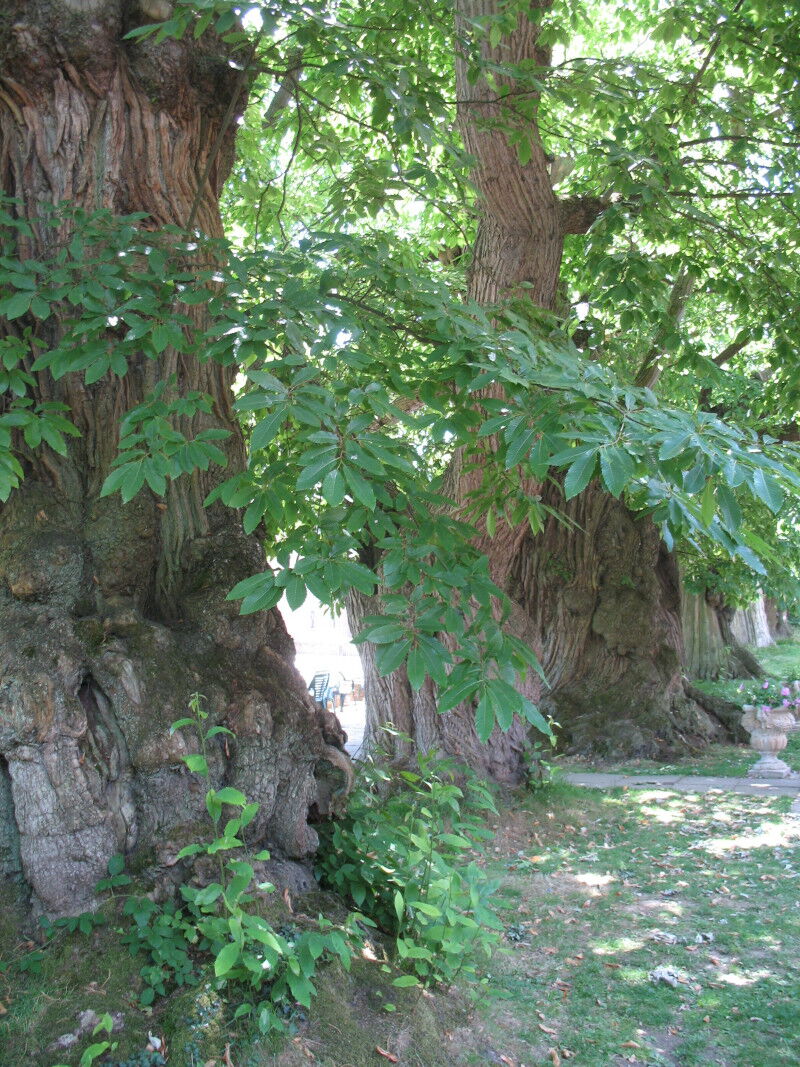 Qigong - Übung für ein langes Leben