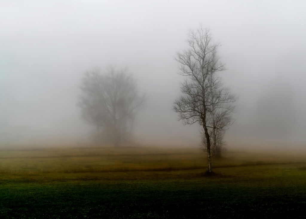 menschenleere Nebellandschaft, einzelne blattlose Winterbäume menschenleere Nebellandschaft, einzelne blattlose Winterbäume