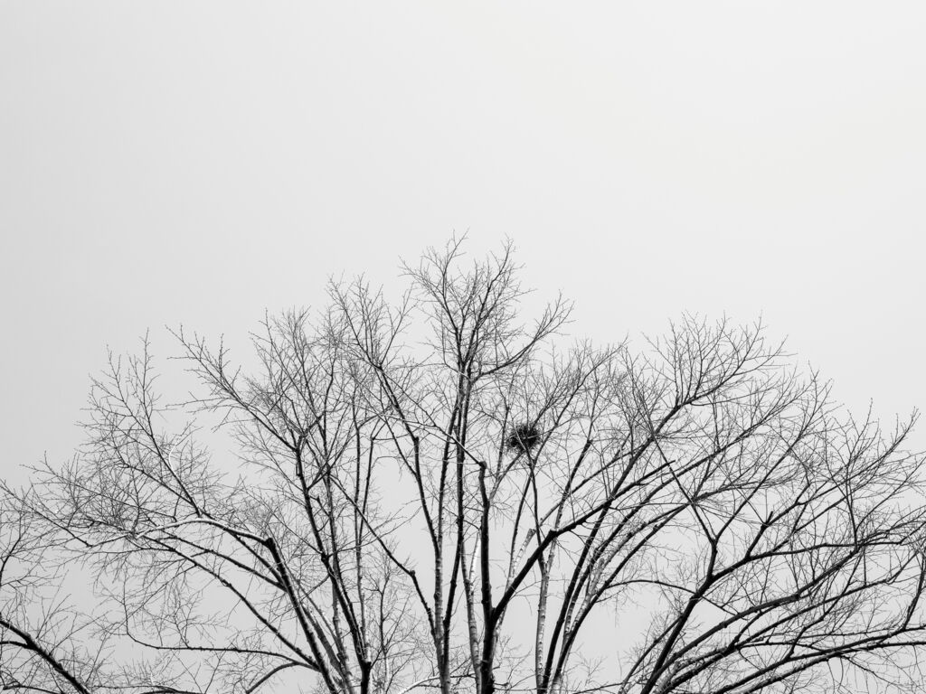 blattloser Baum mit kugelförmigem Nest vor grauem Himmel schwarz-weiß-Foto