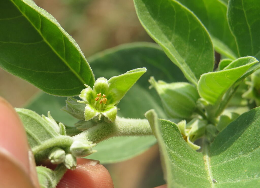 Ashwagandha, Schlafbeere
