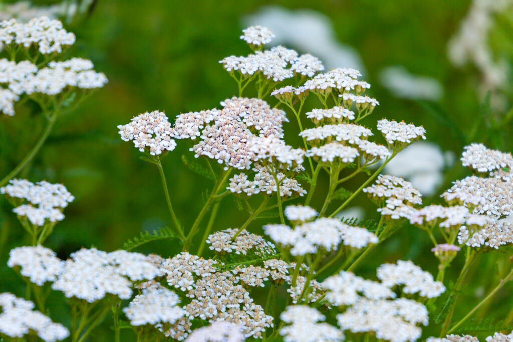 Gemeine Schafgarbe (Achillea millefolium)