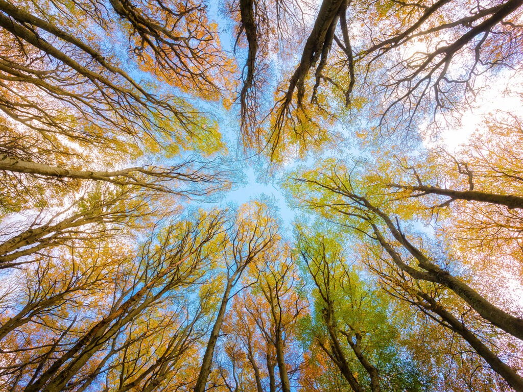 Durchatmen im herbstlichen Wald unter blauem Himmel