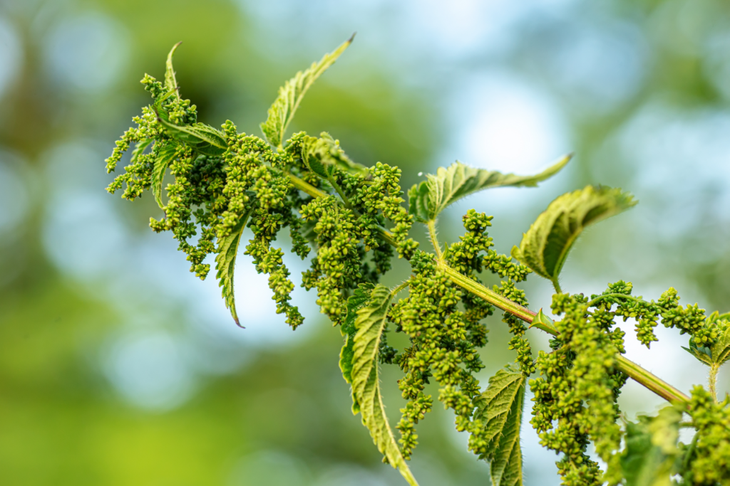 Brennessel mit dicken Knospen. Eine Triebspitze draussen fotografiert Brennessel mit dicken Knospen. Eine Triebspitze draussen fotografiert