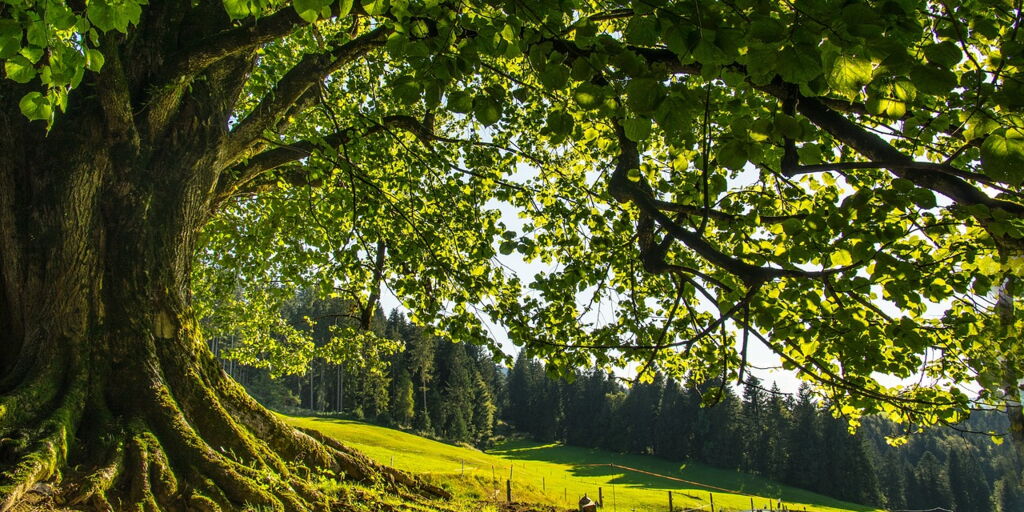 Die Linde: Sanfte Kraft und Heilpflanze