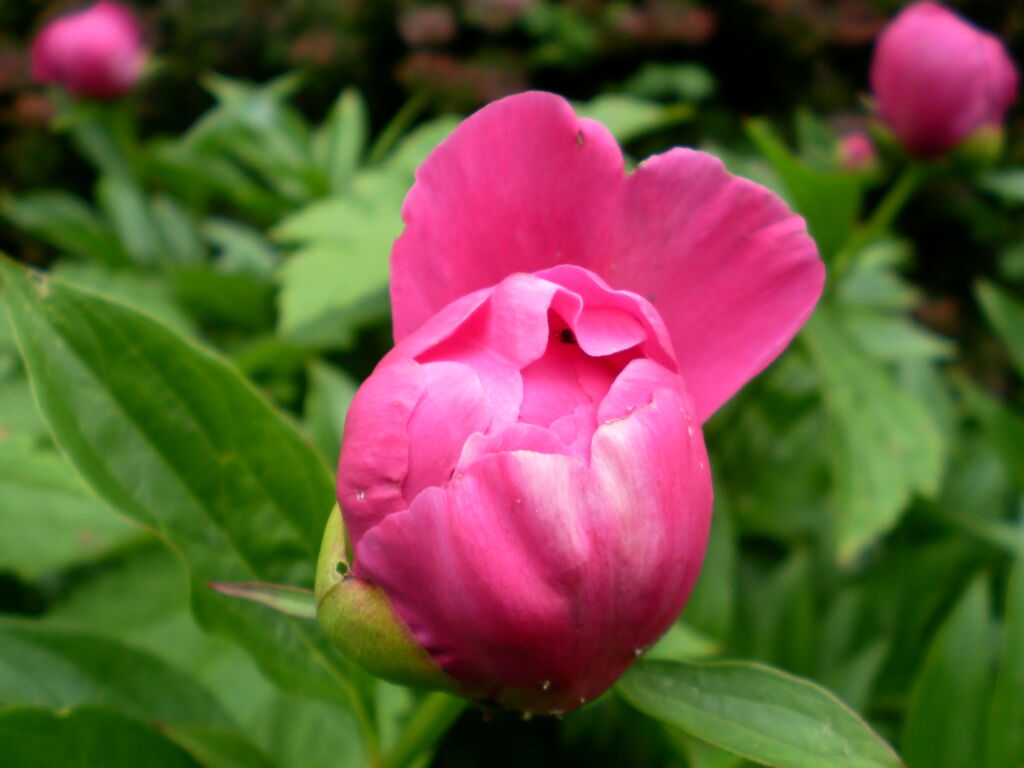 sich öffnende Pfingstrosenblüte in Rosa