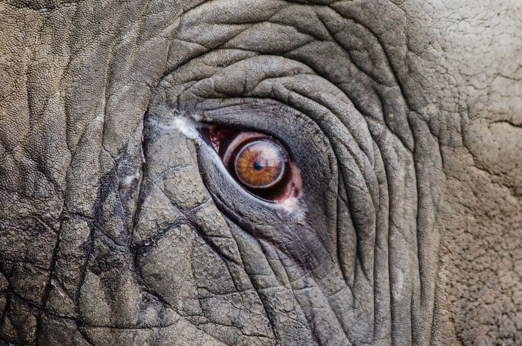 Elefant
