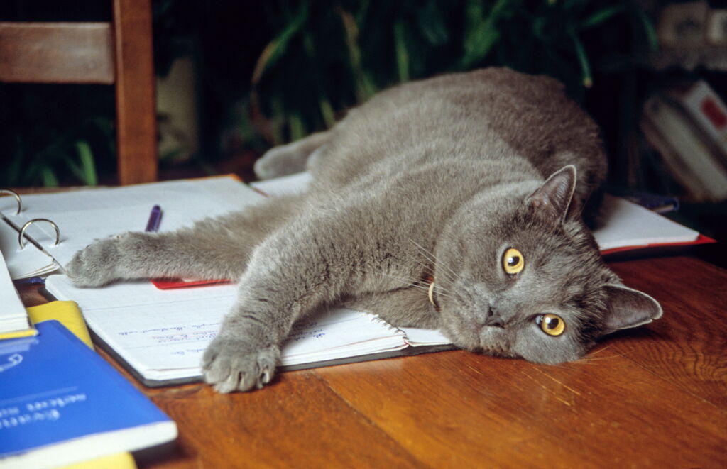 Kartäuserkatze liegt entspannt auf dem Schreibtisch ihres Menschen, aufgeschlagene Notizbücher blockierend, und blickt in die Kamera