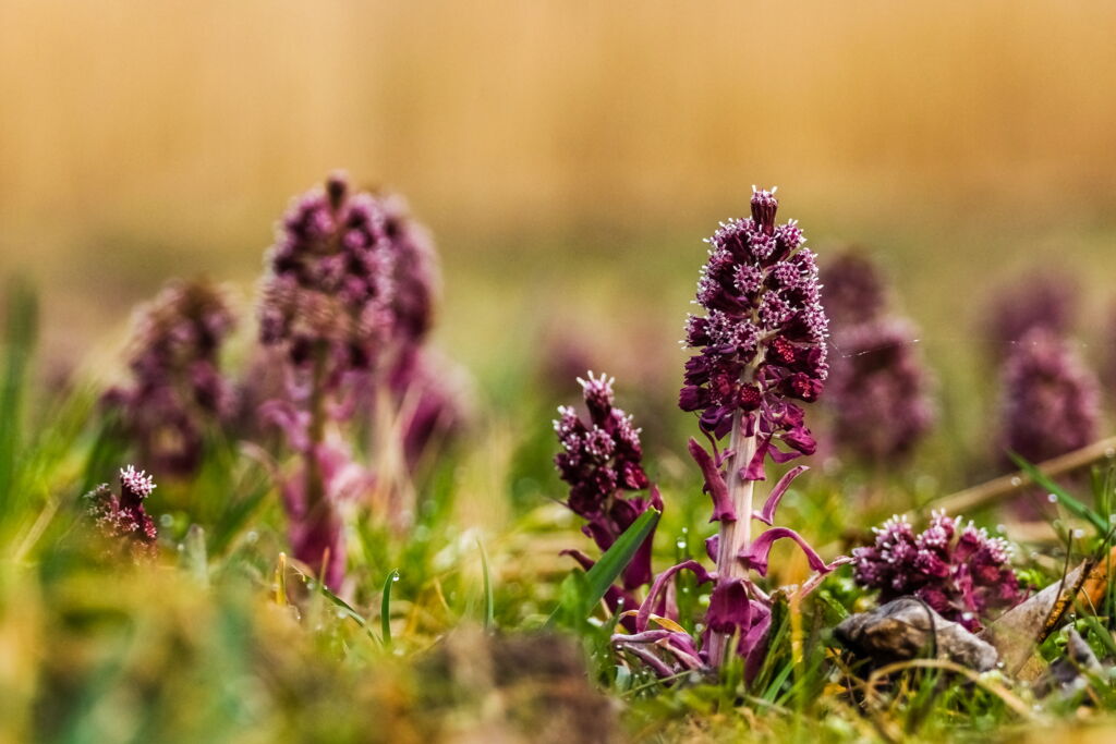 rosa-lila blühende Heilpflanze Pestwurz (Petasites Hybridus) Nahaufnahme in freier Natur