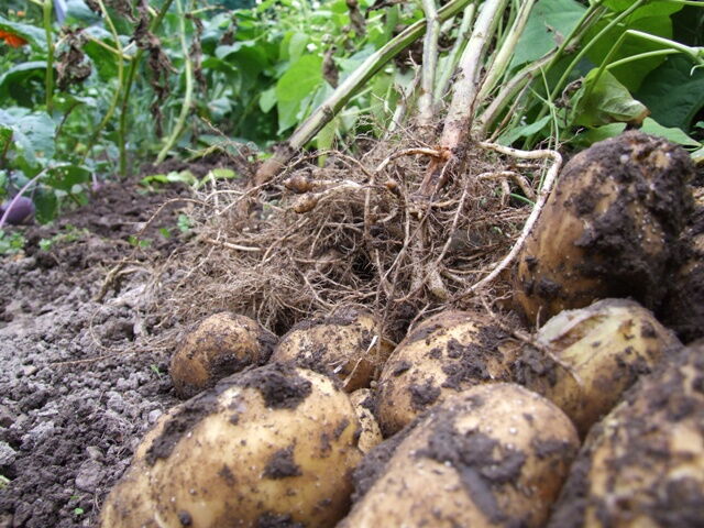 Kartoffeln