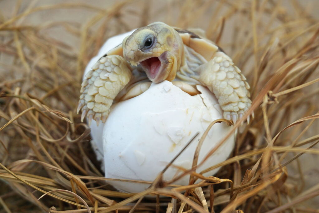 Geburt einer Schildkröte, Babyschildkröte arbeitet sich aus ihrem Ei, Mund geöffnet, natürliches Habitat Sand mit Seegras