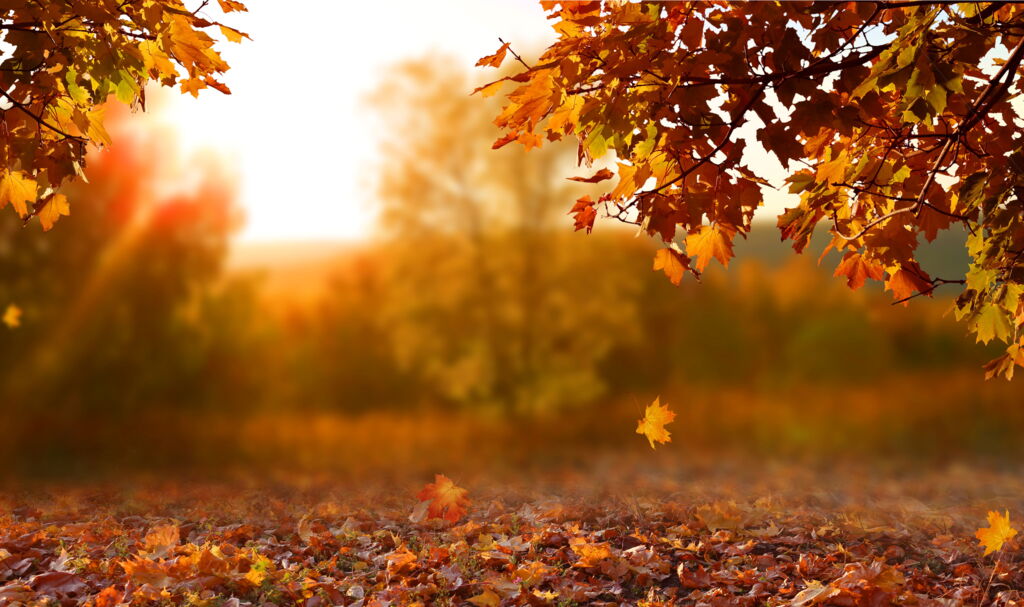 herbstliche Parklandschaft, buntes Herbstlaub in golden sonnigem Licht