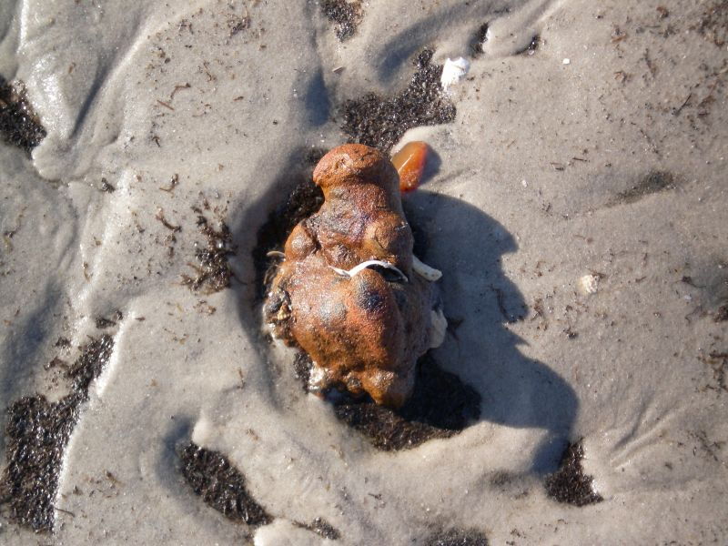 füllige, abstrakte rötlich Körperfigur liegt auf von den Wellen strukturiertem feuchtem Sand