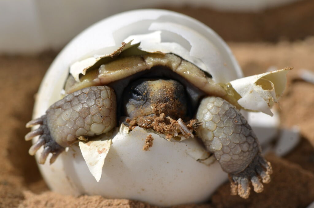 Geburt einer Schildkröte