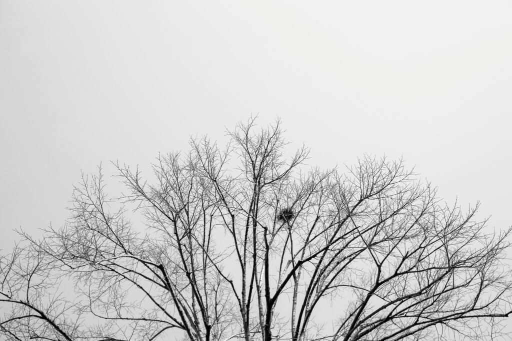 blattloser Baum mit kugelförmigem Nest vor grauem Himmel schwarz-weiß-Foto blattloser Baum mit kugelförmigem Nest vor grauem Himmel schwarz-weiß-Foto
