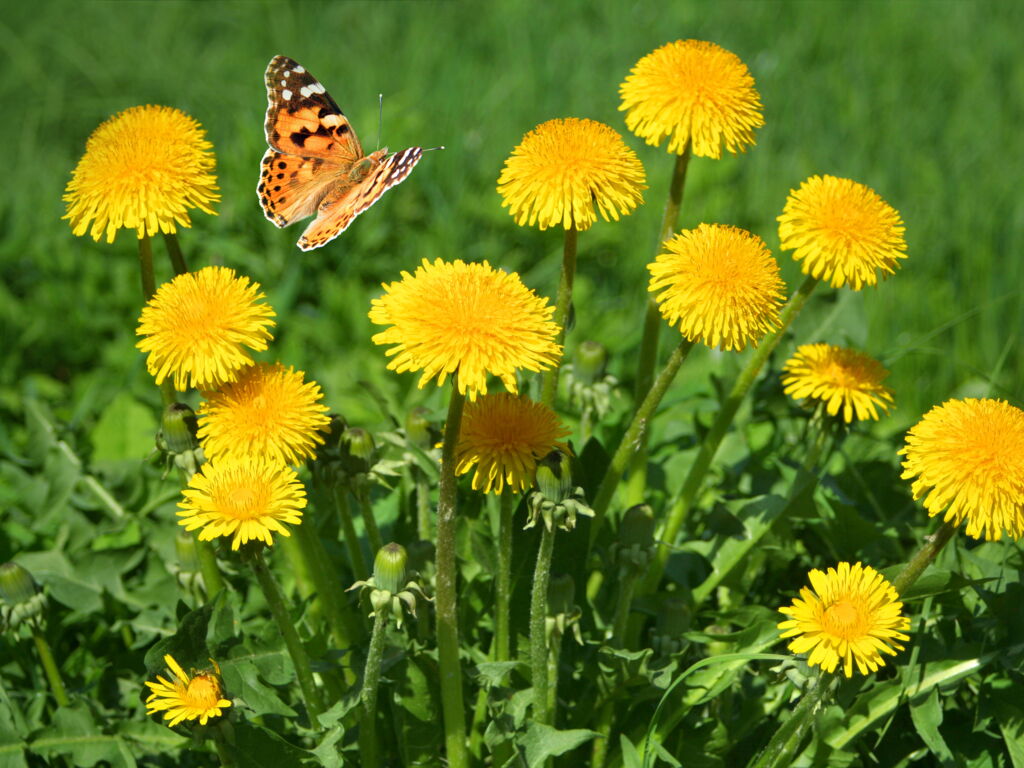 blühender Löwenzahn auf Wiese mit Schmetterling im Anflug
