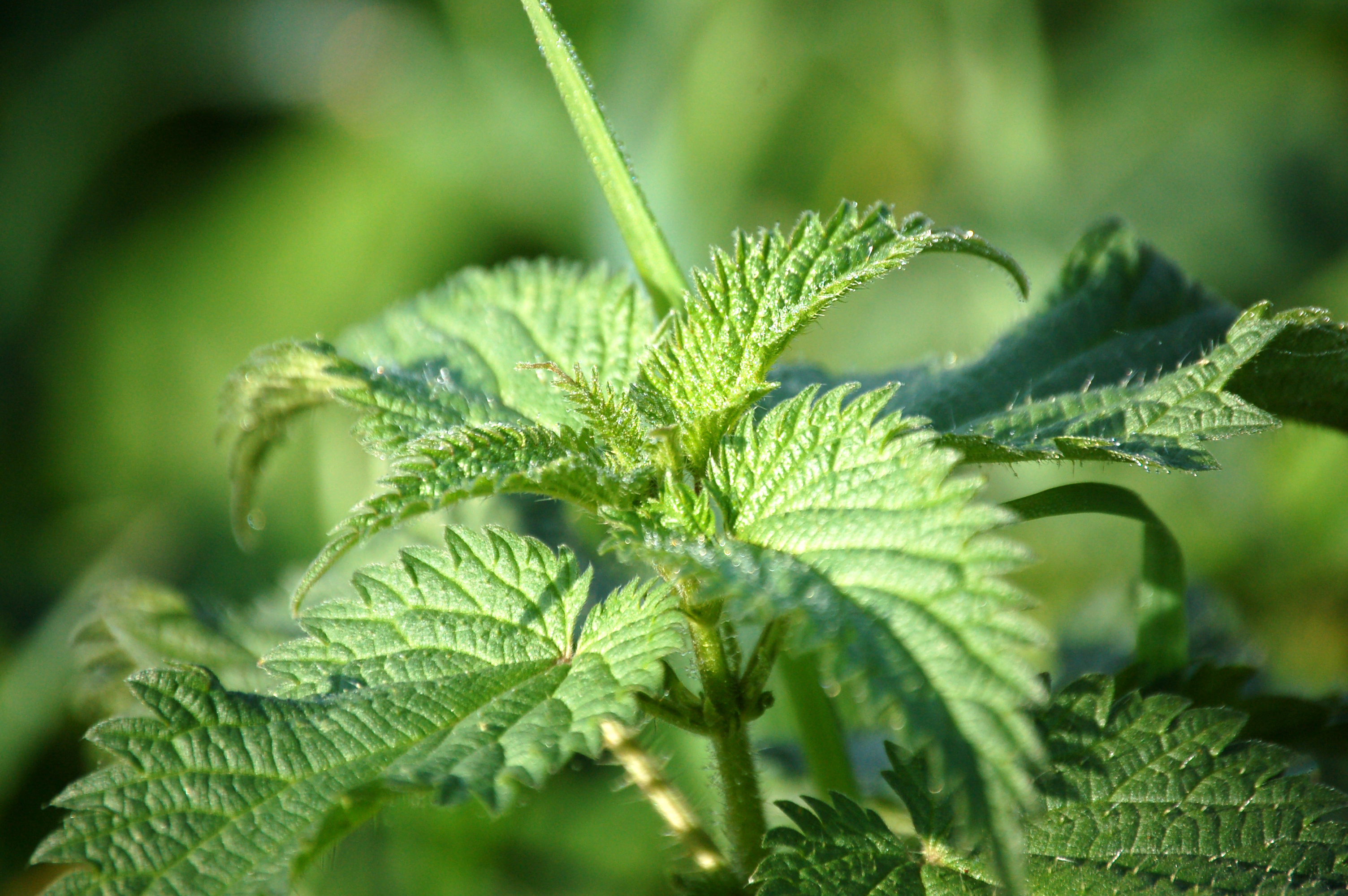 Wild- und Heilkräuter Wild- und Heilkräuter